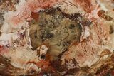 Wide, Brilliant Red Petrified Wood Tabletop - Junggar Basin, China #141051-2